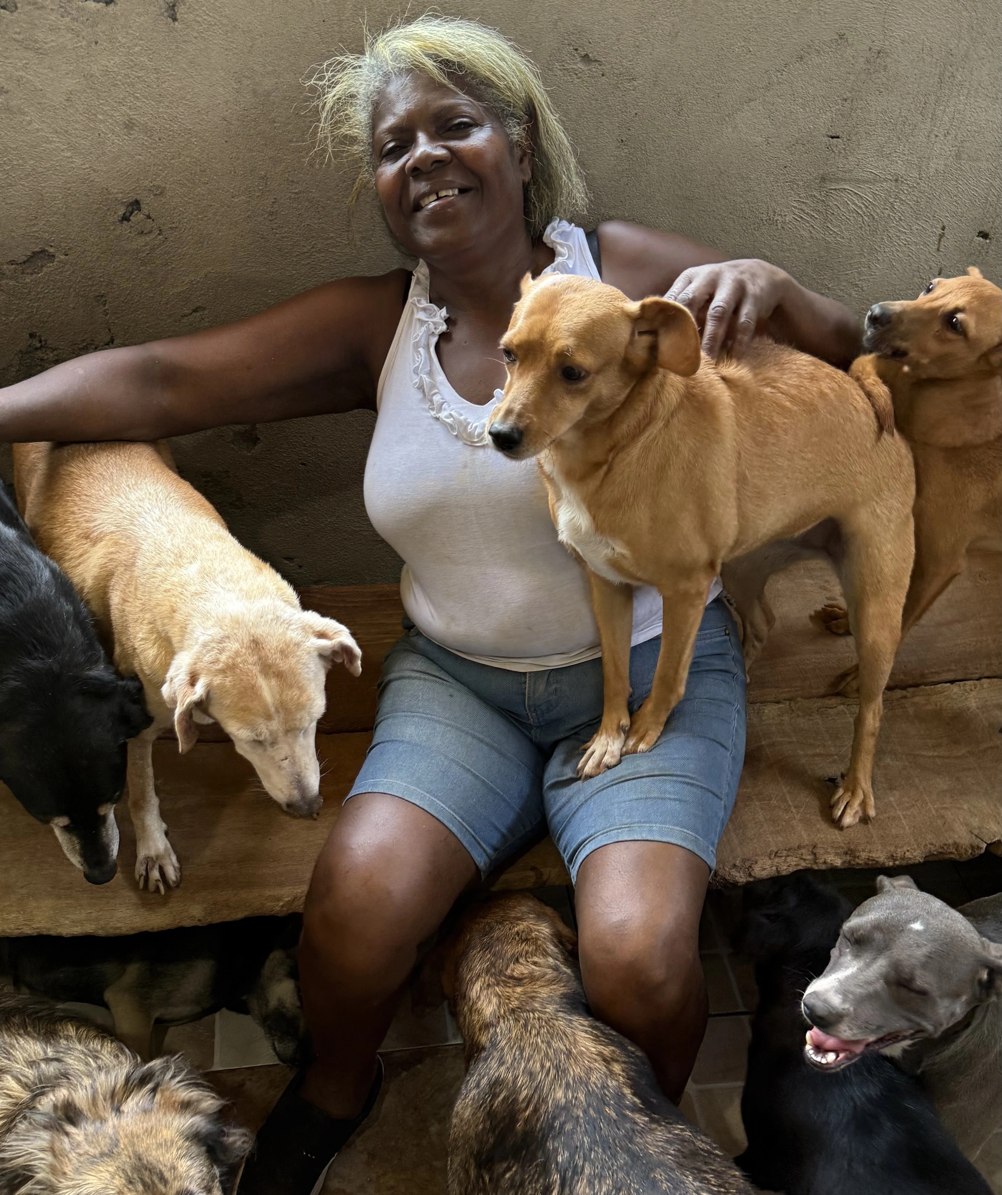 Cães protegidos no abrigo